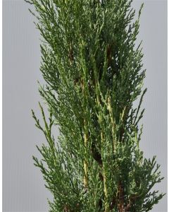 Cupressus sempervirens 450-500 cm C230