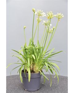Agapanthus afr. 'Albus' C2