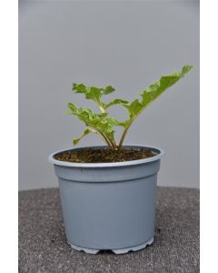 Acanthus mollis C2