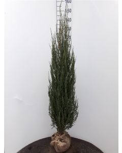 Juniperus scop. 'Blue Arrow' 125-150 cm kluit