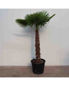 Chamaerops Excelsa C50 120 cm stam