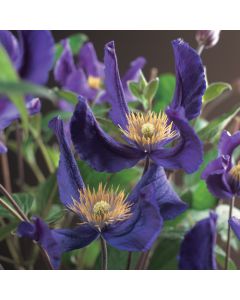 Clematis 'Blue Piroutte' PBR 75 cm C2
