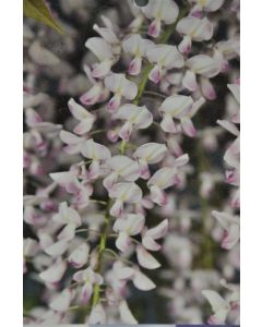 Wisteria flor. 'Rosea' 175-200 cm C5