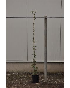 Trachelospermum jasminoides 125-150 cm C3