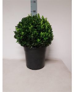 Euonymus jap.'Green Spire' C10 Ø 35 cm bolvorm