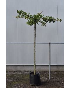 Pyrus calleryana 'Chanticleer' 12/14 C50 dakvorm 200 cm stam