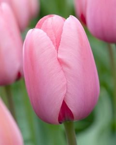 Tulipa Pink Impression 11/12 per 100
