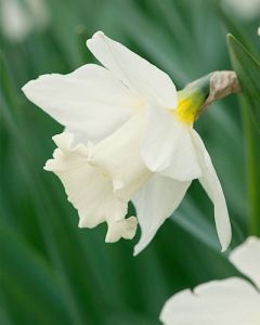 Narcissus Mount Hood 12/14 per 5