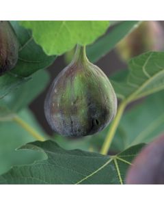Ficus carica 'Brown Turkey' 75 cm C2