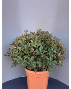 Photinia fras. 'Carré Rouge' C35 Ø 60 cm bolvorm