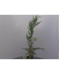 Cupressocyparis leylandii 80-100 cm C3