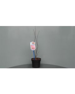 Acer pal. 'Atropurpureum' C2