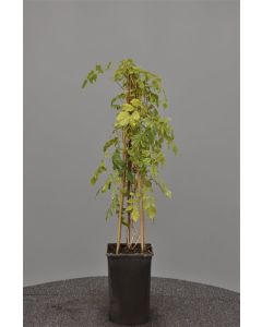 Campsis rad. 'Flava' 75 cm C2