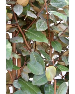 Elaeagnus ebb.'Compacta' C18 90 cm stam