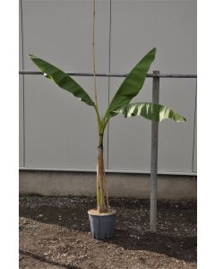 Musa basjoo 80-100 cm C10