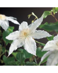 Clematis 'Gladys Picard' 75 cm C2