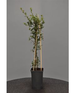 Pyracantha cocc. 'Red Column' 75 cm C2