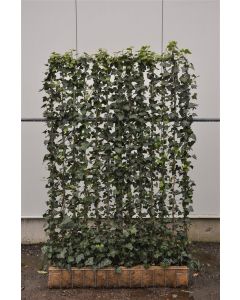 Hedera hel. 'Woerner' Haagelement b120 x h180 cm