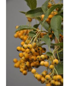 Pyracantha 'Soleil d'Or' 80-100 cm C2