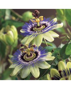 Passiflora caerulea 75 cm C2