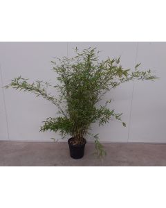 Fargesia nit. 'Winter Joy' 125-150 cm C15