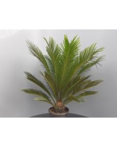Cycas revoluta C9