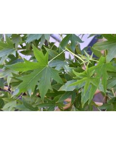 Liquidambar styr. 'Worplesdon' 10/12 C40 leischerm 200 cm stam