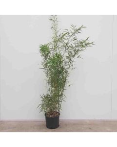 Fargesia rob. 'Campbell' 150-175cm C15