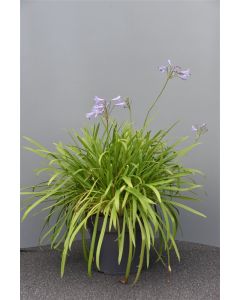 Agapanthus africanus C7.5