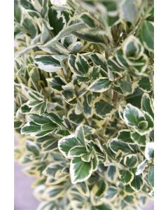 Euonymus jap. 'Bravo' halfstam C18