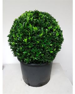 Euonymus jap.'Green Spire' C30 Ø  45 cm bolvorm