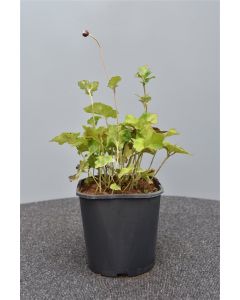 Anemone hyb. 'Königin Charlotte' C2