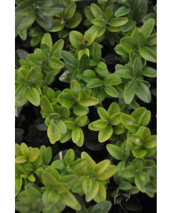 Buxus sempervirens 60-70 cm C10 kegel