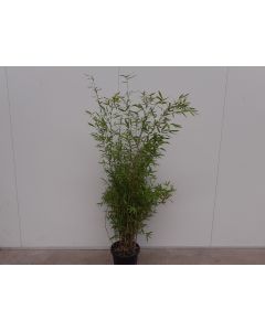 Fargesia 'Obelisk'® 150-175cm C15