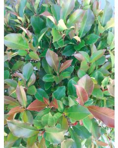 Photinia fras. 'Compacta' C20 Ø 50/60 cm bolvorm