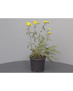 Achillea 'Moonshine' C2