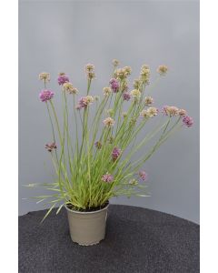 Allium senescens C2