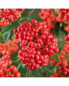 Pyracantha 'Mohave' 75 cm C2