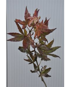 Acer pal. 'Fireglow' C25 180 cm stam