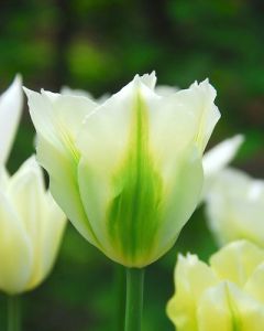Tulipa Spring Green 11/12 per 7