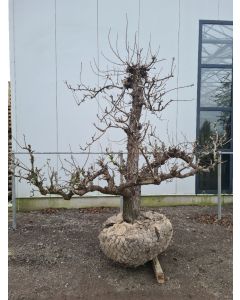 Pyrus c. 'Conference' 50/60 drkl Oude stam