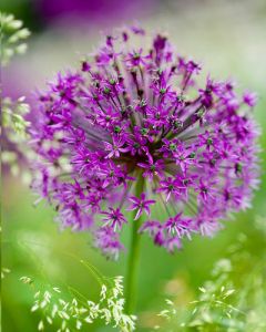 Allium 'Purple Sensation' 12/14 per 250