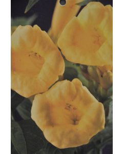Campsis rad. 'Flava' 150-175cm C5