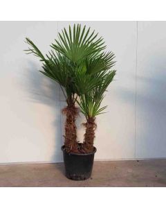Chamaerops Excelsa C50 2 stammen
