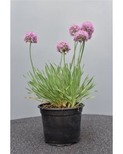 Allium sen.'Little Sapphire' C2