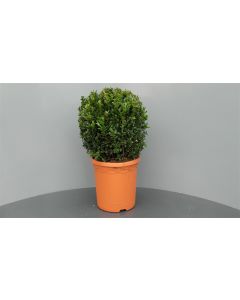 Buxus sempervirens C7.5 Ø 30 cm bolvorm