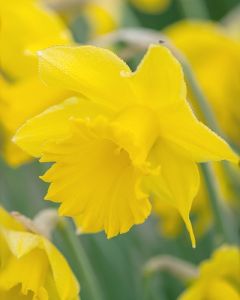 Narcissus Golden Harvest 12/14 per 100