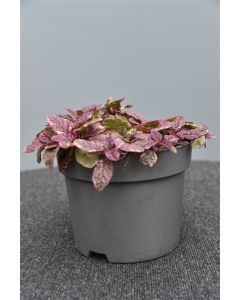 Ajuga reptans 'Burgundy Glow' C2