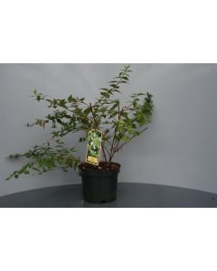 Abelia grandiflora C2