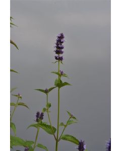 Agastache 'Black Adder' P9 / 24 per kist